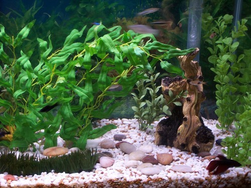 Inred med akvarium